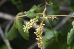 Allophylus serratus
